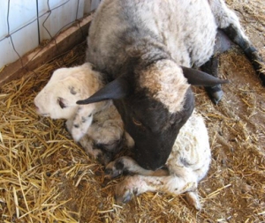 newborn lamb with mother edit