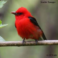 red robin
