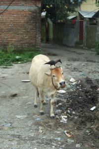 Cow_and_crow_in_Siliguri