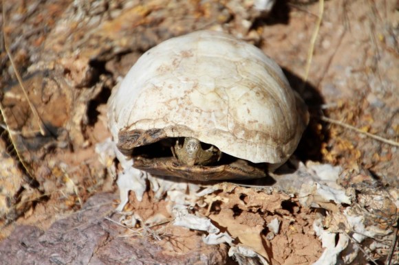sm 11 5123 turtle carcass